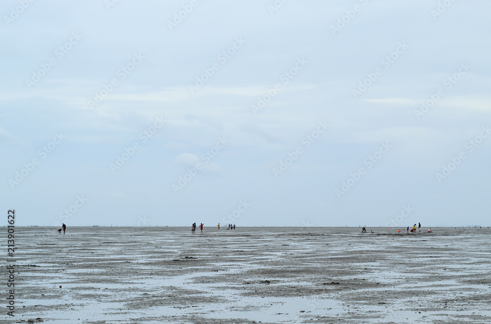 Tourists looking for Snail shells on floor mud at Don Hoi lot in Women looking for Snail shells on the sea floor mud at Don Hoi lot in Samut songkham , Thailand.
