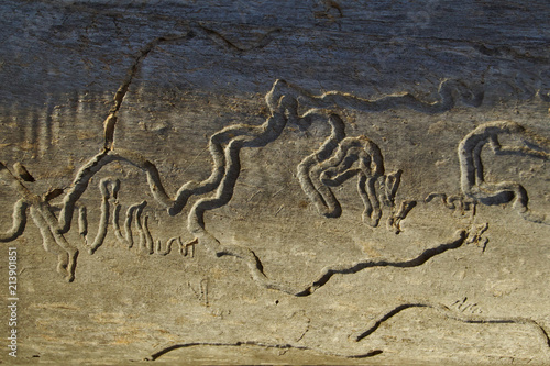 Bark Beetle Abstract photo