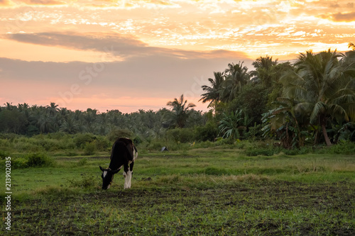 Cow grazing in a meadow on a background of palm trees photo