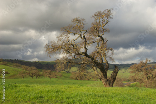 Oak Tree and Grassland, highway 152, Casa De Fruta, California  photo