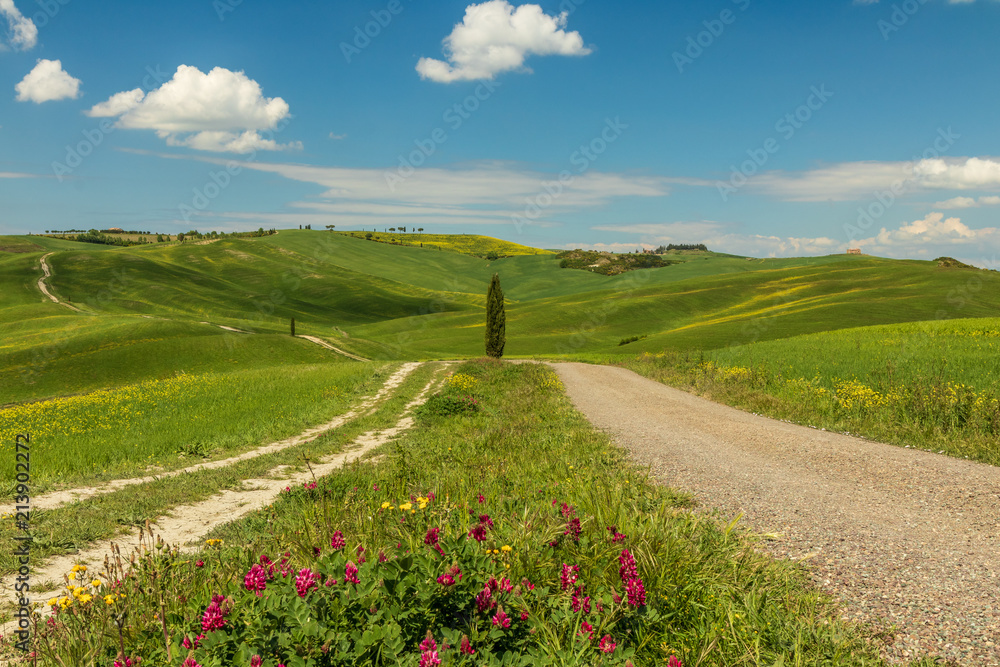 Obraz premium Endless green fields and meadows. Beautiful rolling green hills. Amazing Tuscany region. Italy is wonderful country, popular travel destination. 