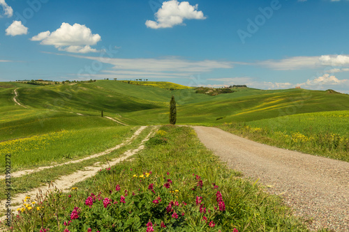 Endless green fields and meadows. Beautiful rolling green hills. Amazing Tuscany region. Italy is wonderful country, popular travel destination. 
