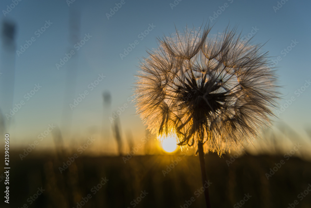 Sunset in the sun and backlit dandelion