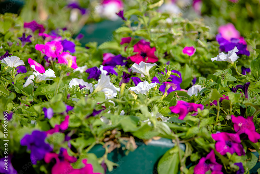 Colorful petunias grow on flower beds in the city Colorful petunias grow on flower beds in the city