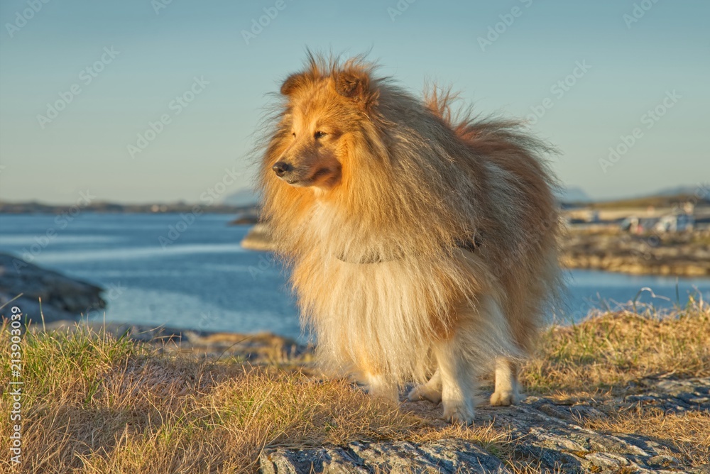 Mit dem Hund nach Norwegen Stock Photo | Adobe Stock