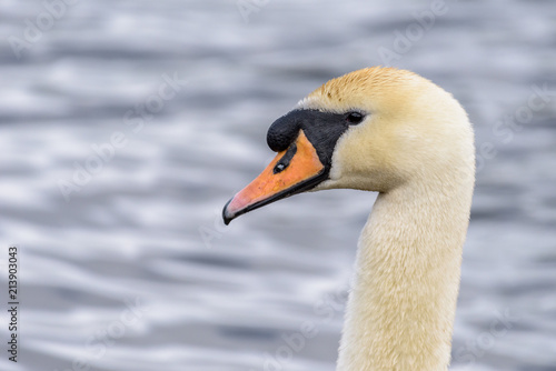 Portrait of a mute swan (sygnus olor)