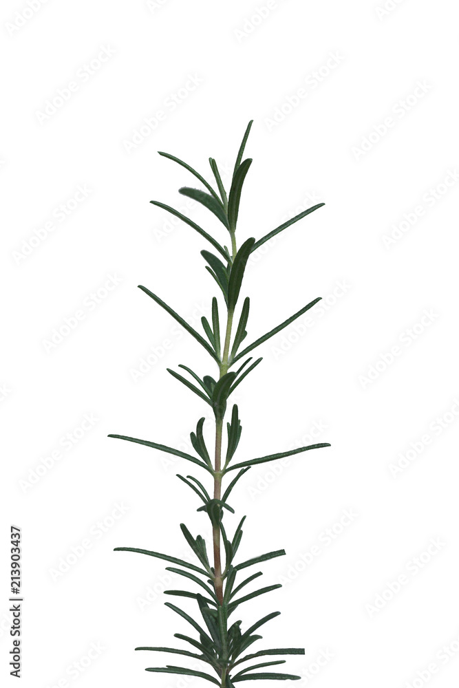 rosemary Leaves isolated on white background
rosemary Leaves isolated on white background