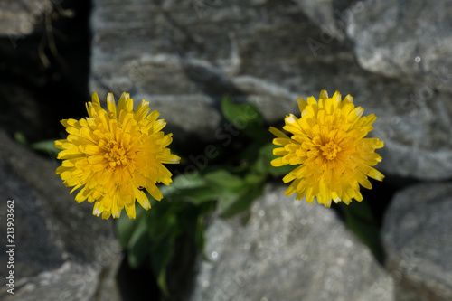 Fototapeta Naklejka Na Ścianę i Meble -  löwenzahn 