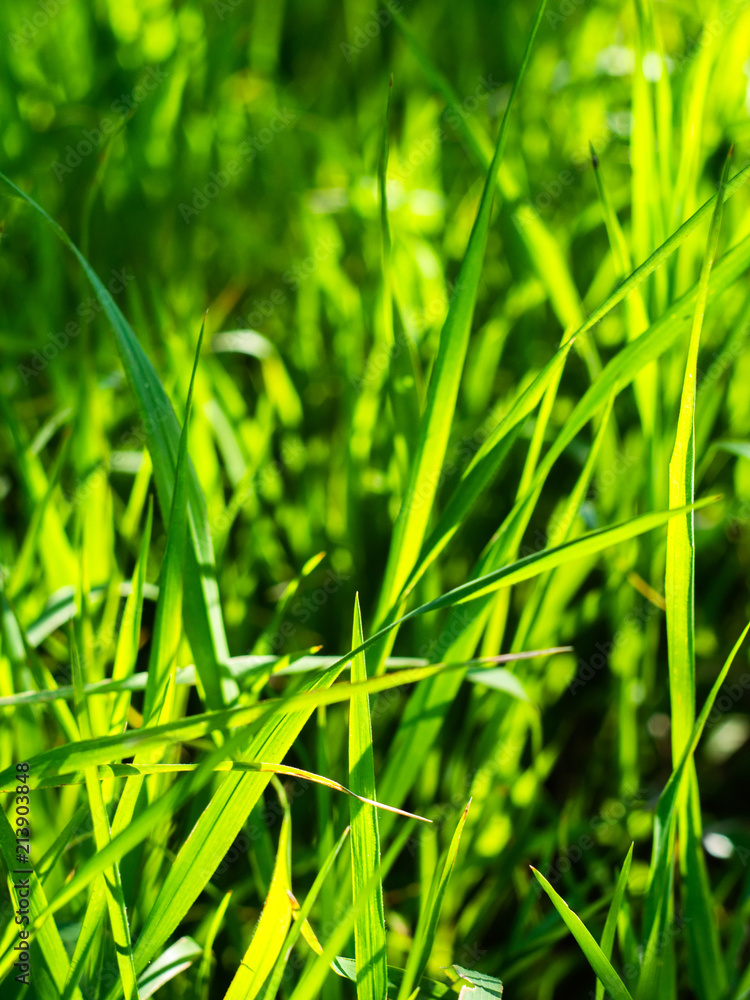 Fototapeta premium Green grass is covered with rays of the sun. Green background.
