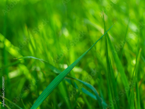 Green grass is covered with rays of the sun. Green background.