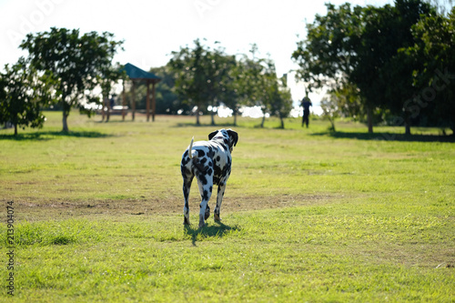Dalmatian looking towards a human in an off leash park