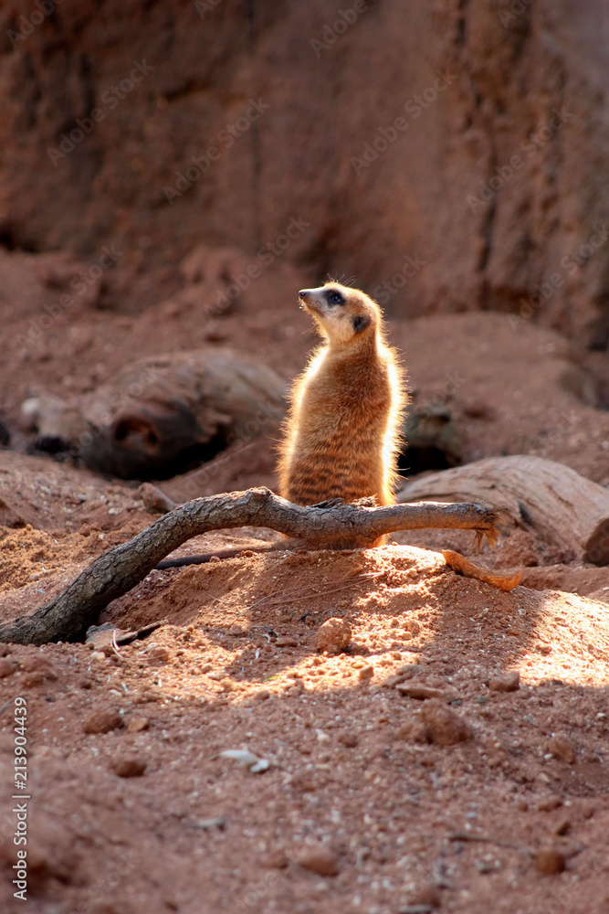 Fototapeta premium Meerkat Looking Left