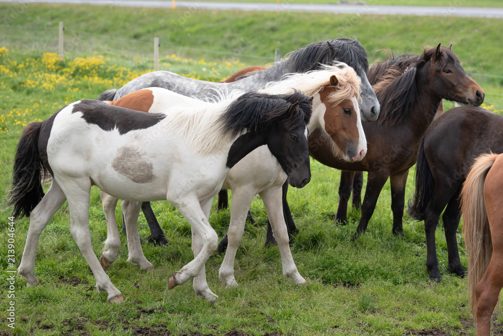 Obraz premium Icelandic Horses in summer ,Iceland.