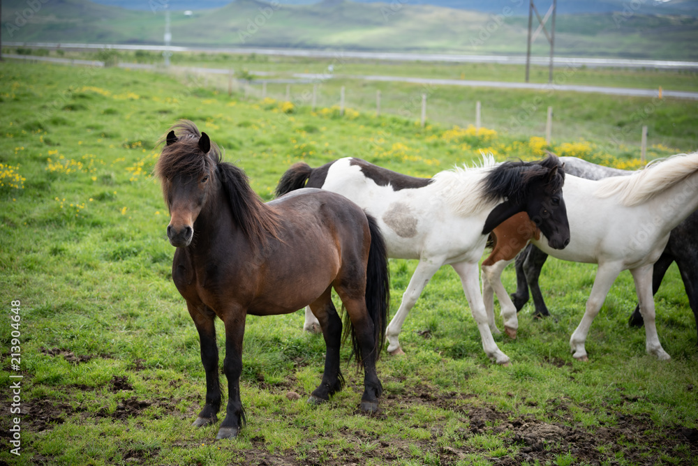 Fototapeta premium Icelandic Horses in summer ,Iceland.