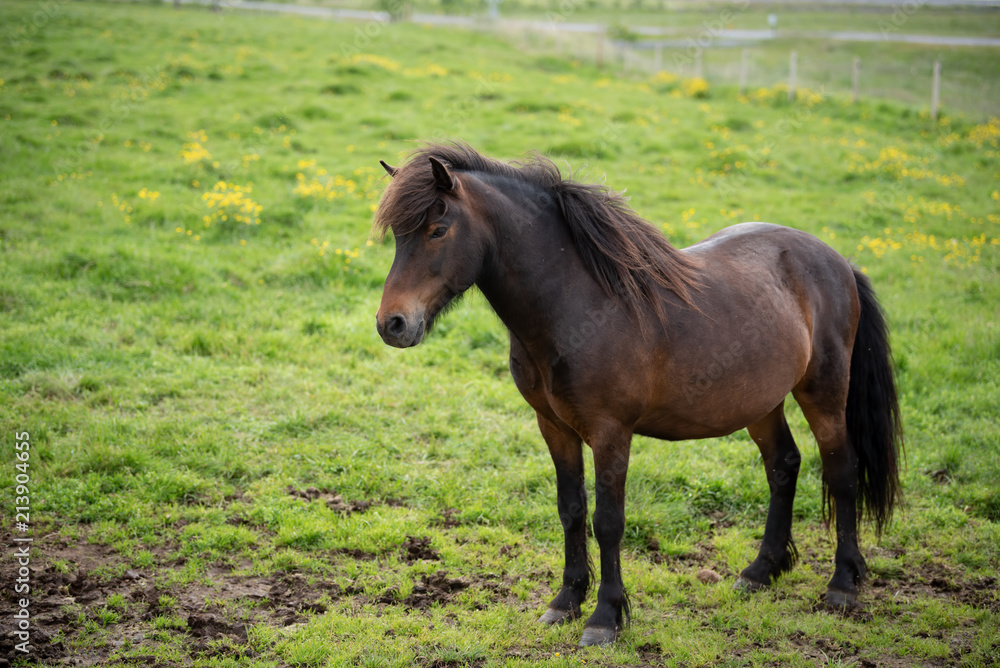 Obraz premium Icelandic Horses in summer ,Iceland.