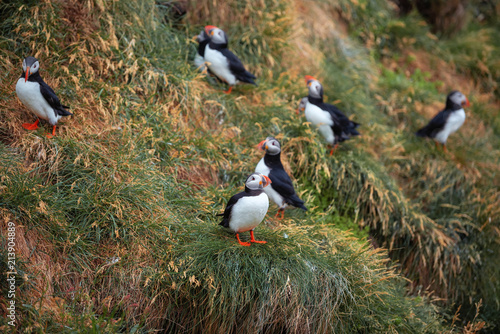 Cute Atlantic Puffin - ratercula arctica in Borgarfjordur eystri ,Iceland.
 photo