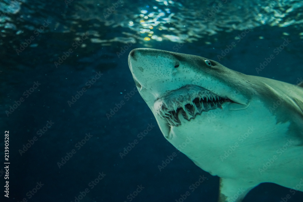 Fototapeta premium Close-up of a Sand Shark shot from below
