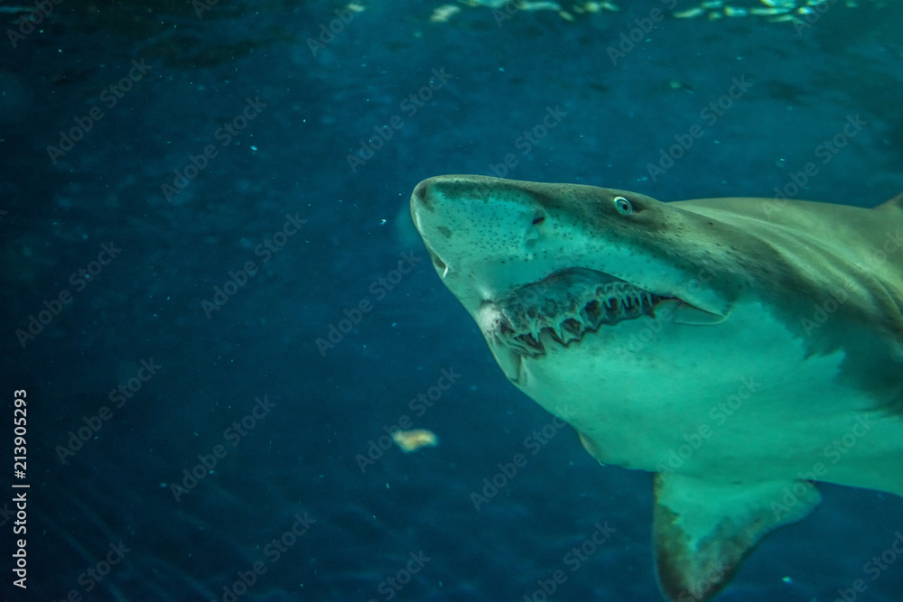 Naklejka premium Close-up of a Sand Shark shot from below