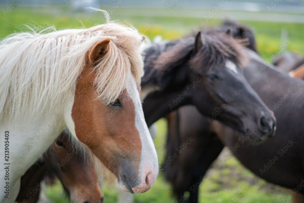 Icelandic Horses in summer ,Iceland. Icelandic Horses in summer ,Iceland.