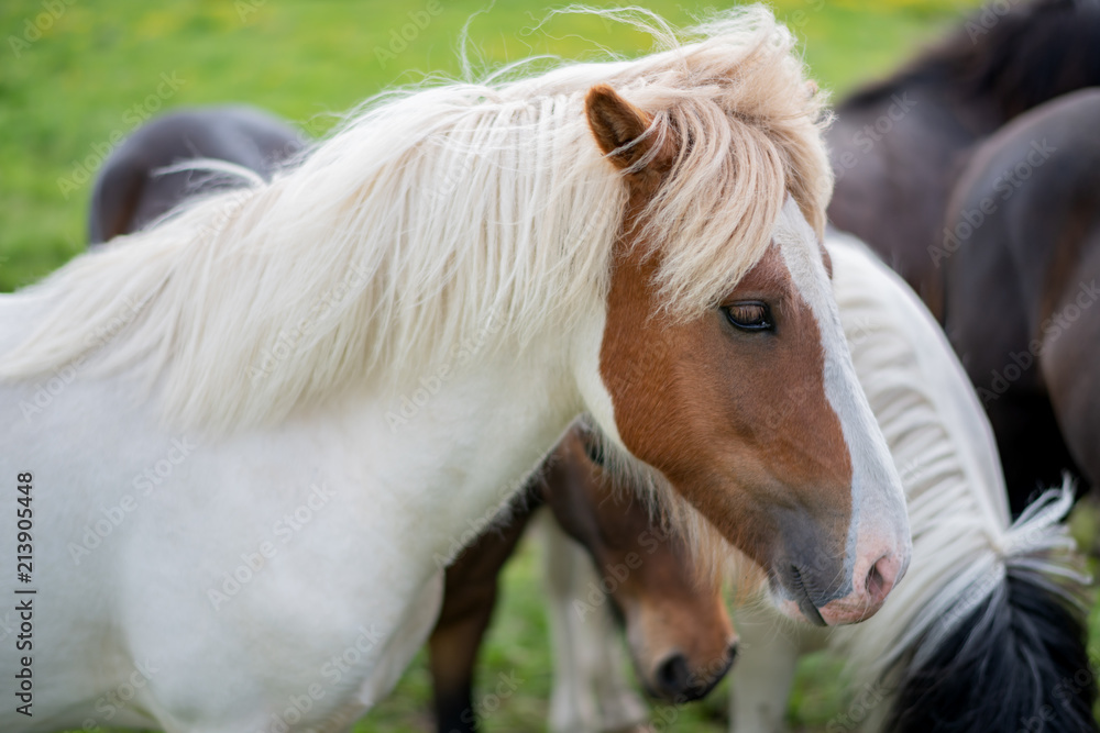 Fototapeta premium Icelandic Horses in summer ,Iceland.
