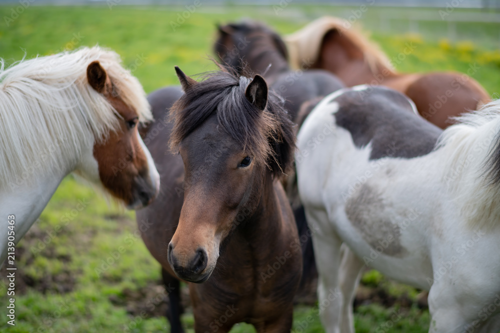 Obraz premium Icelandic Horses in summer ,Iceland.