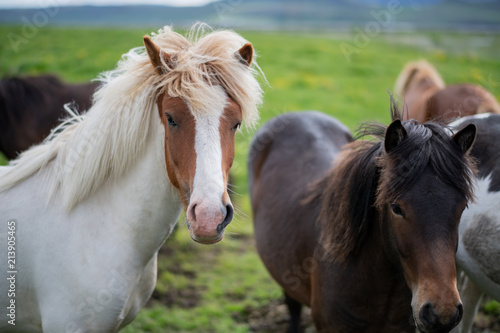 Icelandic Horses in summer ,Iceland. © devilkae