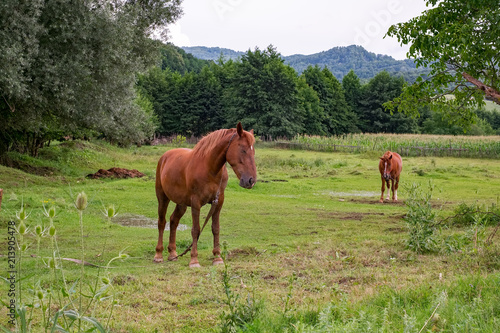 two brown horses graze the grass
