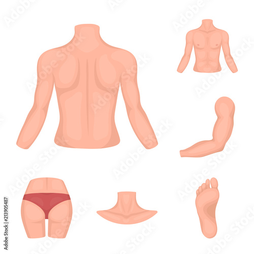 Part of the body, limb cartoon icons in set collection for design. Human anatomy vector symbol stock web illustration.
