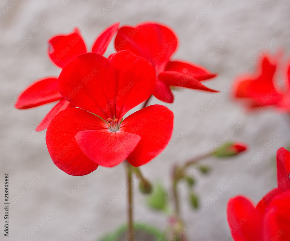 Blossoms of red pelargonium from close-up. Blossoms of red pelargonium from close-up.
