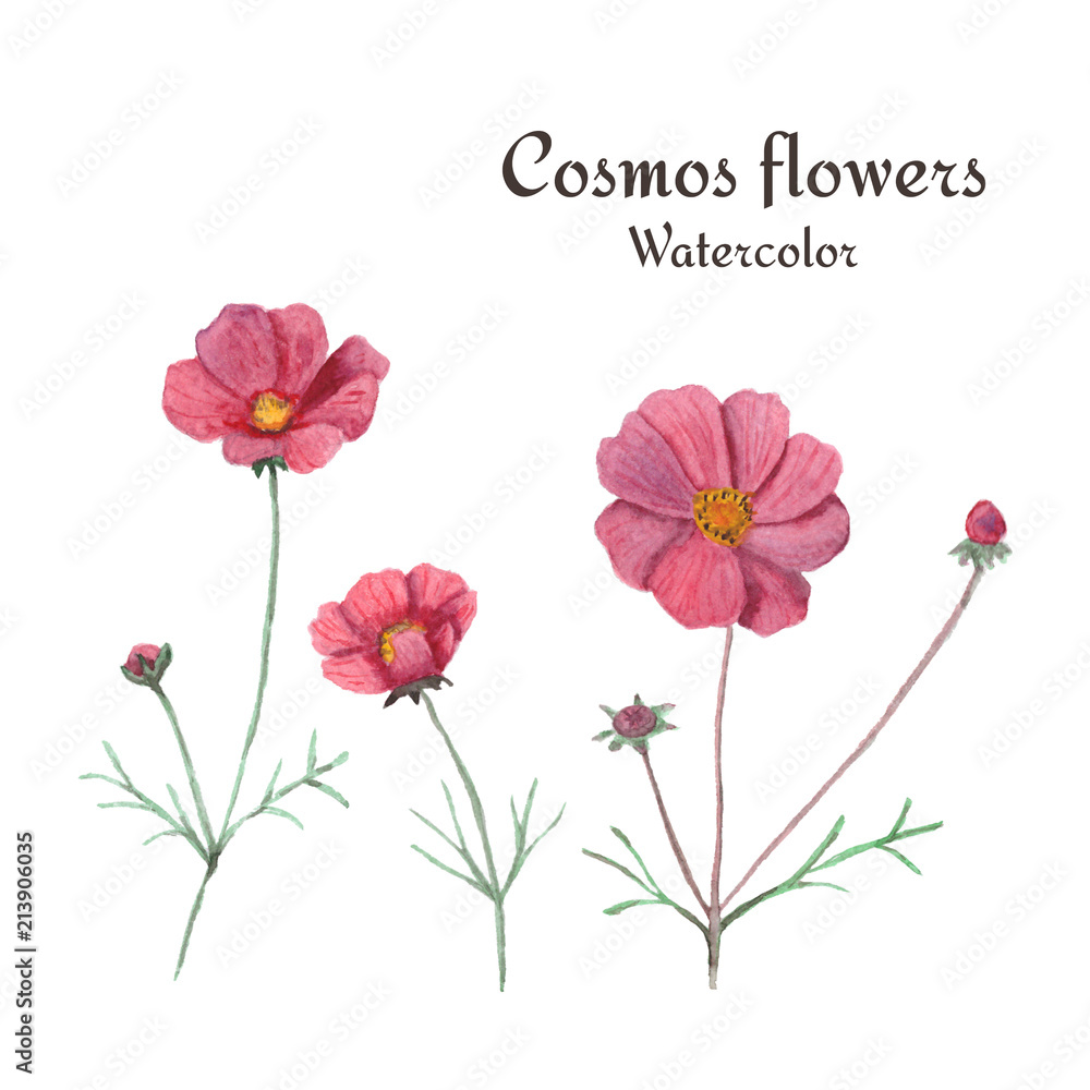 Cosmos flowers. Watercolor illustration, isolated on white background.