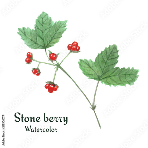 Stone berry (Rubus saxatilis). Watercolor illustration, isolated on white background. photo