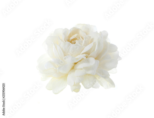 jasmine white flower isolated on white background.