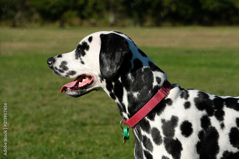 Side view of a Dalmatian 