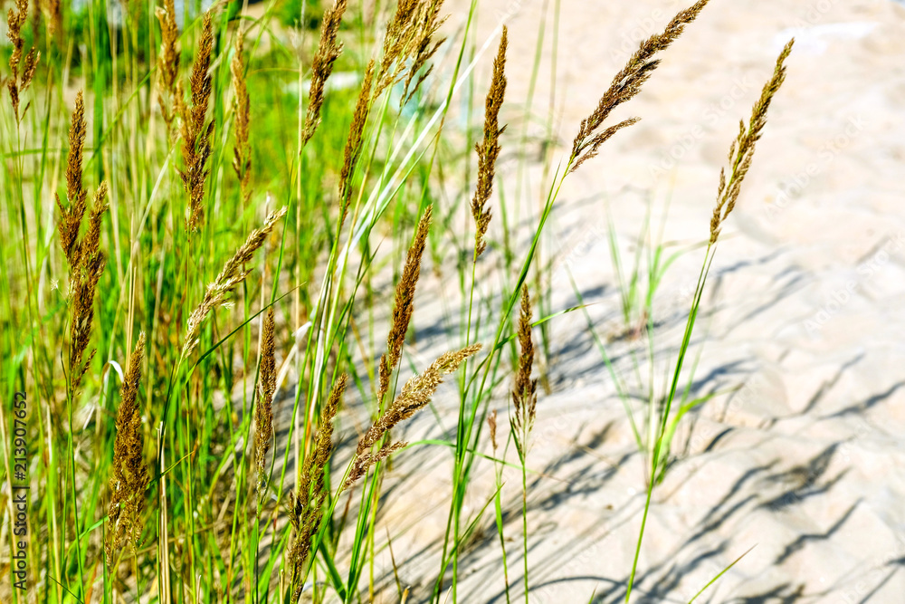 Yellow, dry reeds swaying in the wind. Warm summer time.