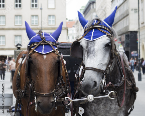 Horses and carriage on stefansplatz in Vienna © ArtmediaworX