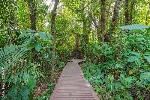 Wooden bridge pathway in the forest at national park