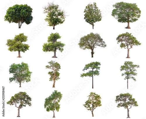 series of Many tree in summer isolate on white background