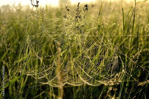 Web in grass 