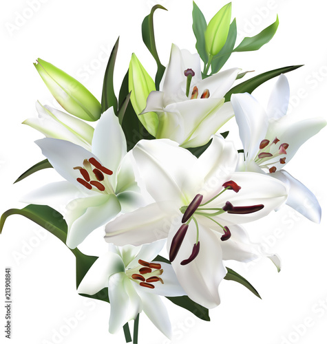 light lily flowers lush bunch on white background