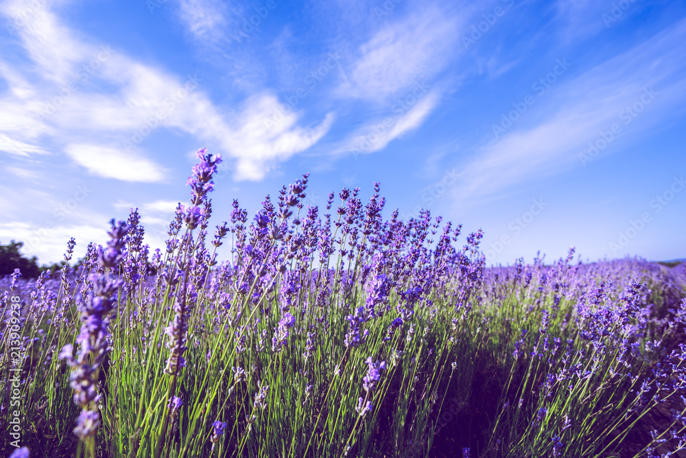 Fototapeta premium Lavender Field in the summer