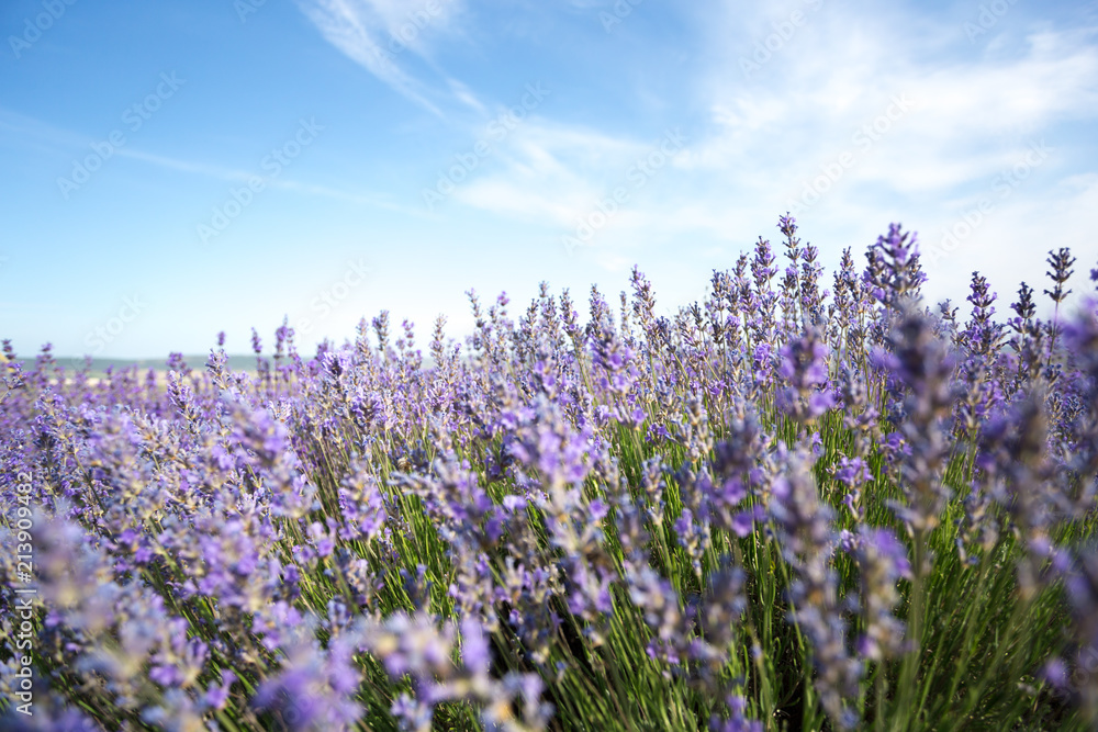 Naklejka premium Lavender Field in the summer
