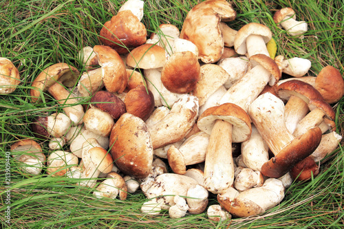Edible mushrooms in natural environment in forest in autumn