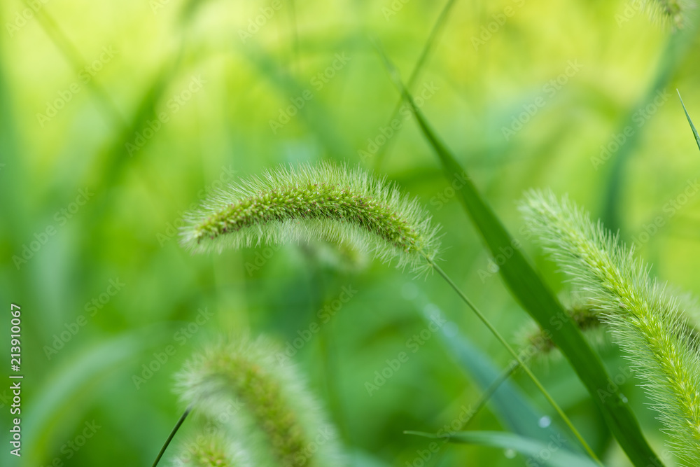 緑色の猫じゃらしのアップ