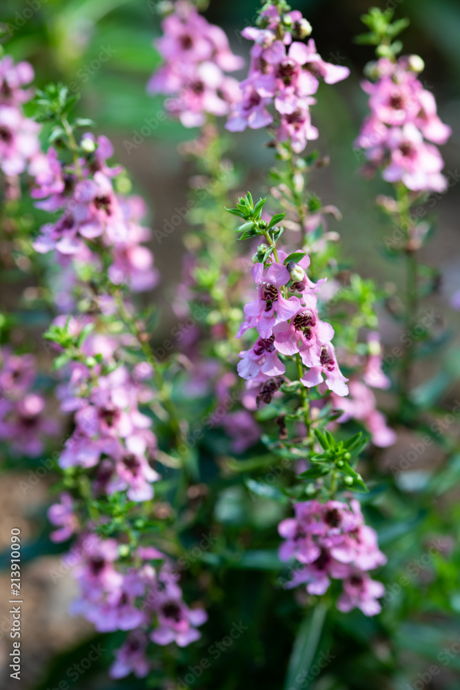 ピンク色のアンゲロニアの花のアップ