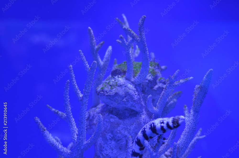Fototapeta premium Muran among the rocks and corals in deep water