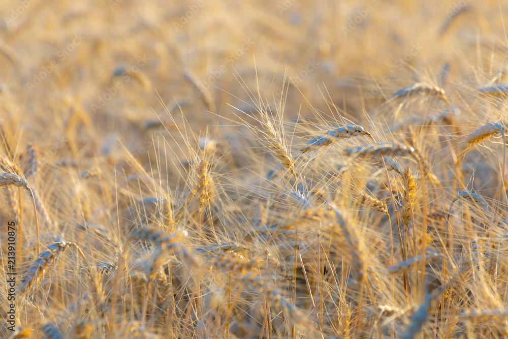 Fototapeta premium cereal ears in the early evening light, closeup