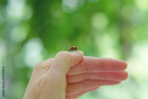 A ladybug on the hand.