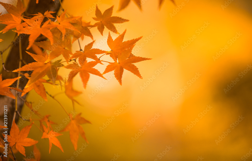 autumnal background, slightly defocused red maple leaves autumnal background, slightly defocused red maple leaves