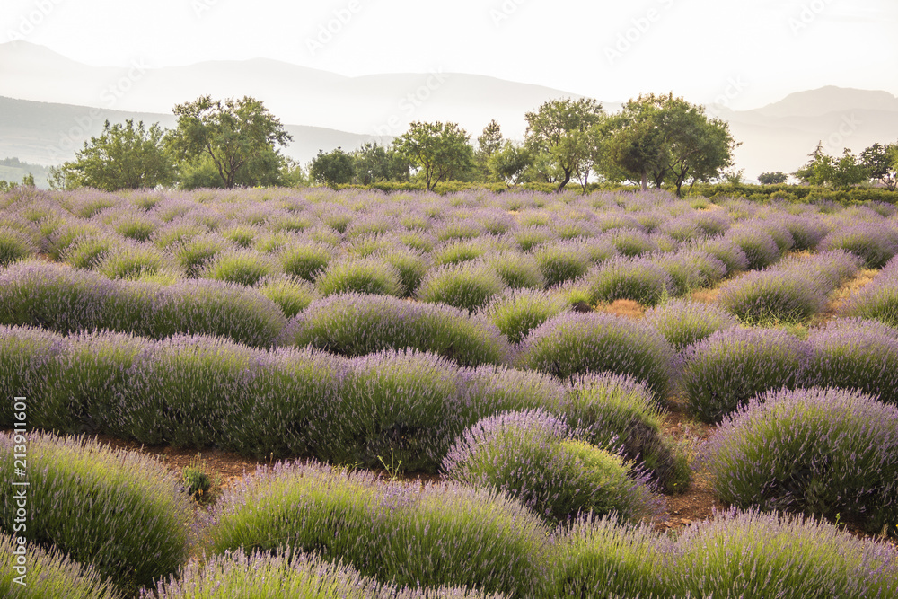 Lavender field in bloom Lavender field in bloom