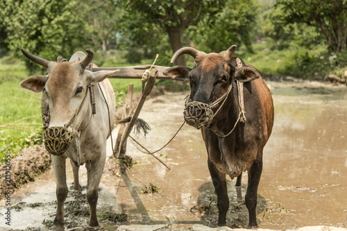 Image of a bull working in paddy field